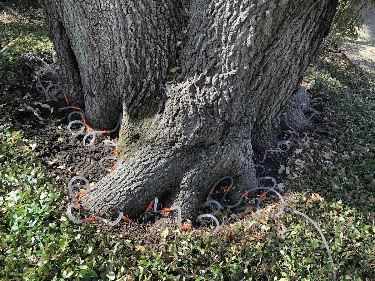 Detailed Tree Cabling and Bracing job site in Rolling Prairie