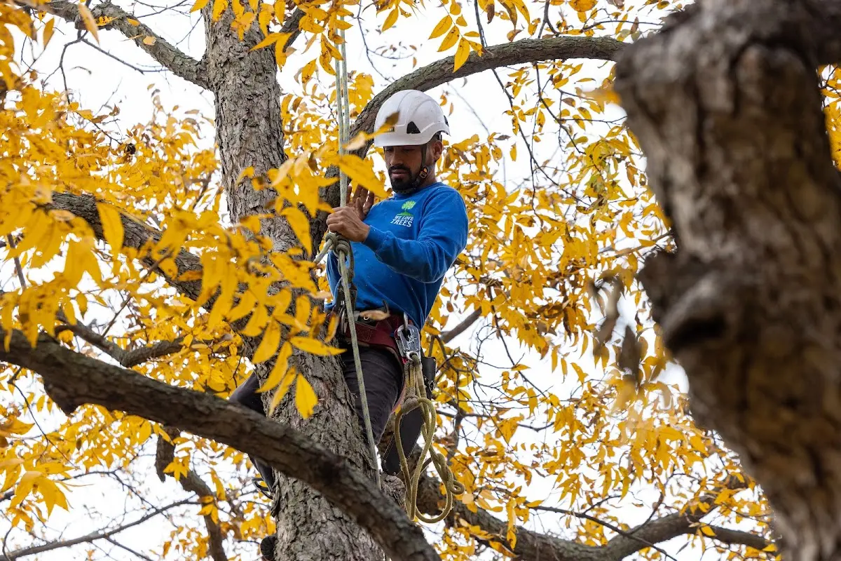 Skilled Tree Transplanting crew working in Rolling Prairie